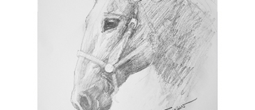 Horse Drawing